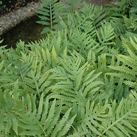 Sensitive Fern