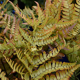 Wood Fern