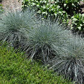 Blue Fescue