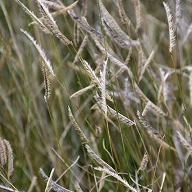 Grama Grass