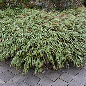 Hakone Grass