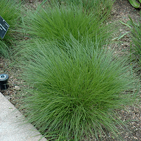 Little Bluestem