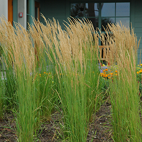 Reed Grass