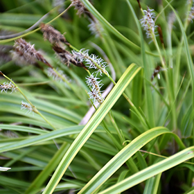 Sedge Grass