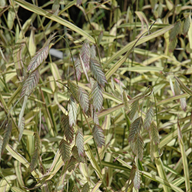 Wood Oats