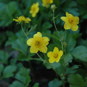 Barren Strawberry