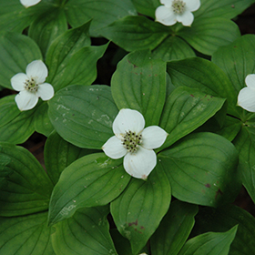 Bunchberry