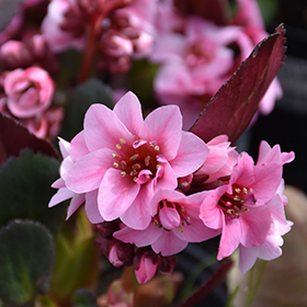 Bergenia