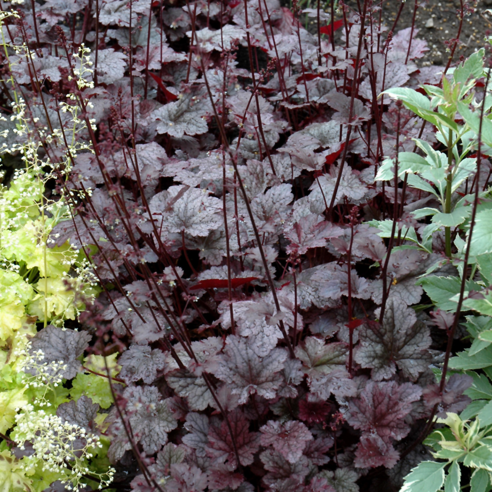 Coral Bells