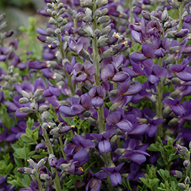 False Indigo