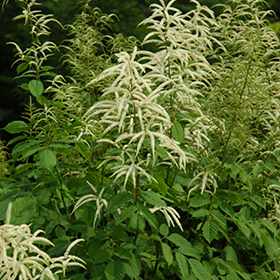 Goatsbeard