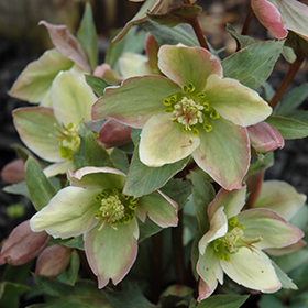 Hellebore