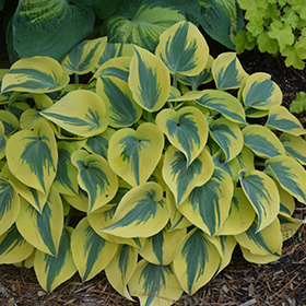 Hosta