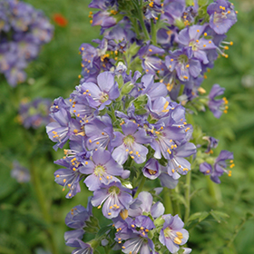 Jacob's Ladder