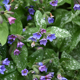 Lungwort