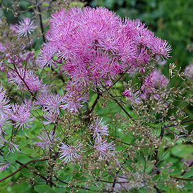 Meadow Rue