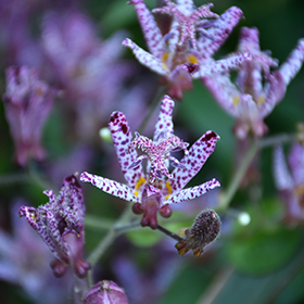 Toad Lily