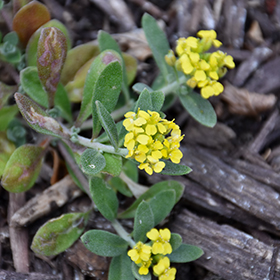 Alyssum