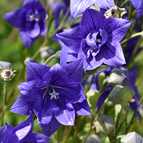 Balloon Flower