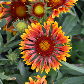 Blanket Flower