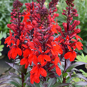 Cardinal Flower