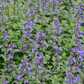 Catmint