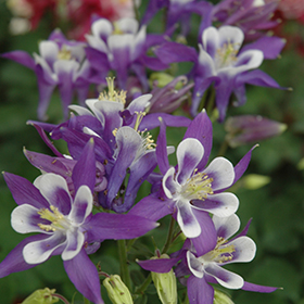 Columbine