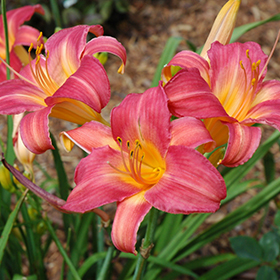 Daylily