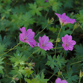 Geranium