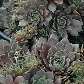 Hens And Chicks