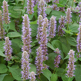 Hyssop