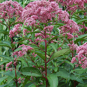 Joe Pye Weed