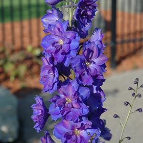 Larkspur