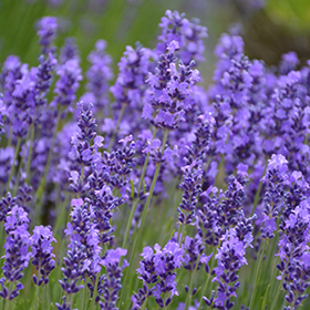 Lavender