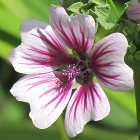 Mallow