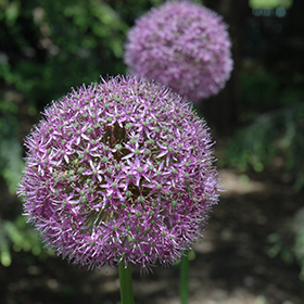 Ornamental Onion