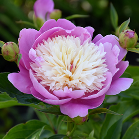 Peony