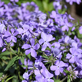 Phlox