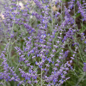 Russian Sage