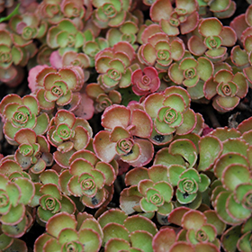 Sedum