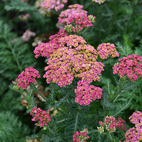 Yarrow