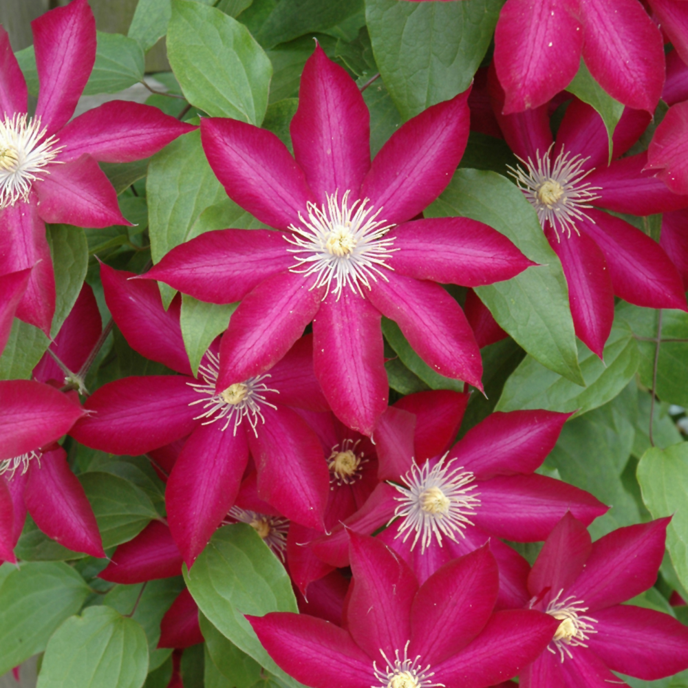 Clematis