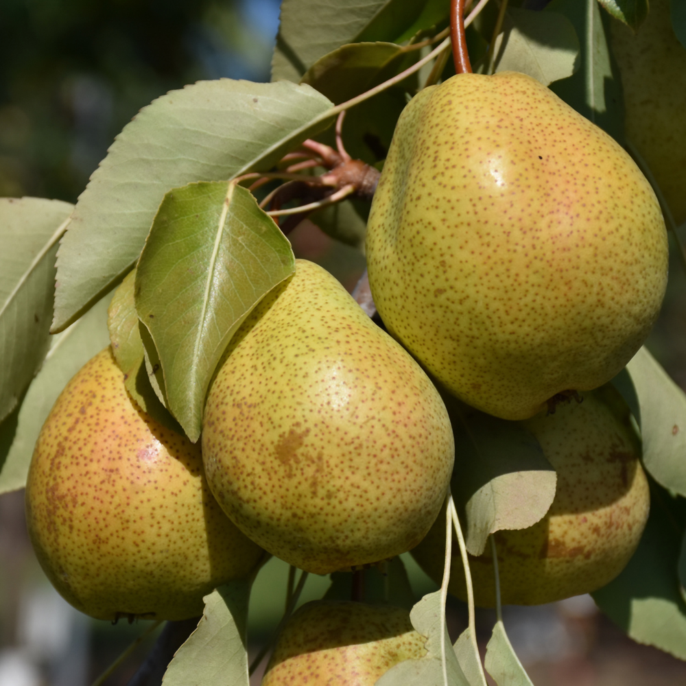 Fruiting Trees