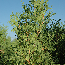 Arborvitae