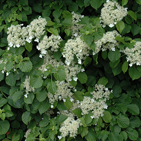 Climbing Hydrangea