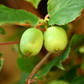 Kiwi