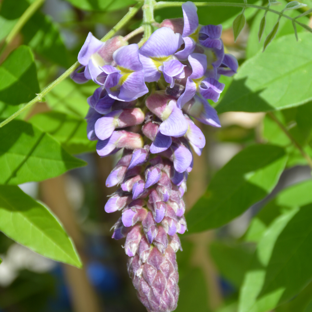 Wisteria