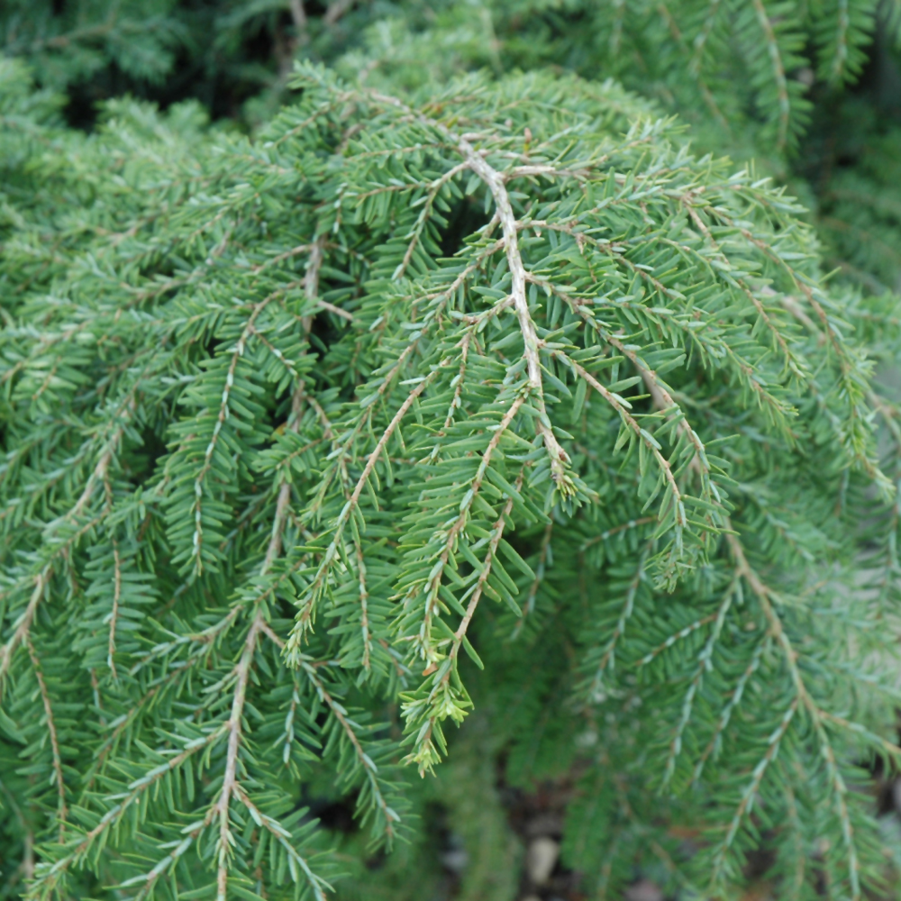 Hemlock