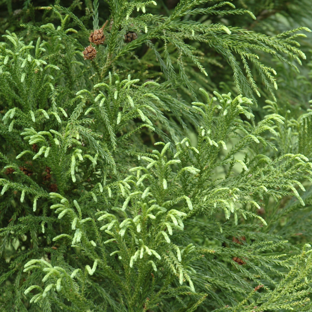 Japanese Cedar