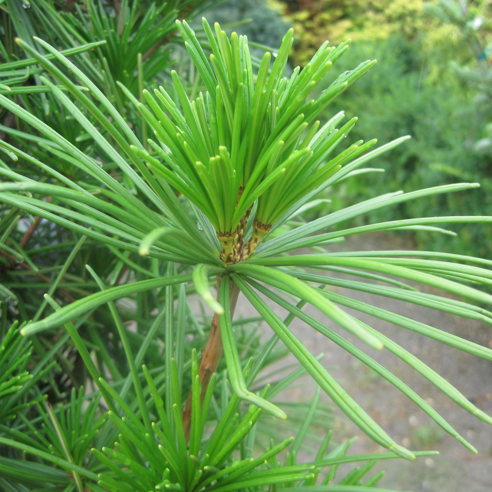 Umbrella Pine